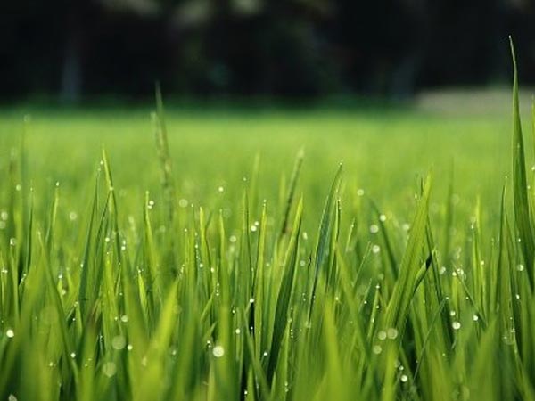 close up of green grass blades